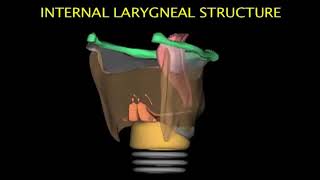 Larynx Animation [upl. by Dwain]