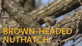 Brownheaded Nuthatch [upl. by Latia806]