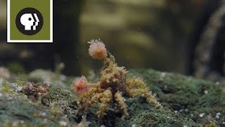 Boxer Crab Fights off Pufferfish [upl. by Sokil]