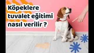 Köpeklere tuvalet eğitimi nasıl verilir [upl. by Rednaskela]