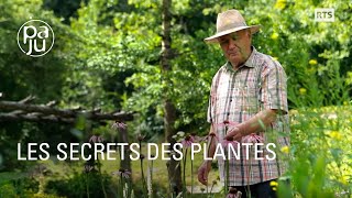 Le savoir d’un droguiste passionné de plantes médicinales [upl. by Piotr]