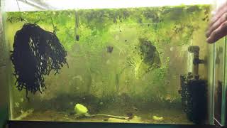 Scuds Daphnia Cherry Shrimp Copepods My aquatic food culture [upl. by Anidan]