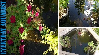 3 Tips to Crystal Clear Pond Water  How to Kill Green Algae [upl. by Akinoj681]