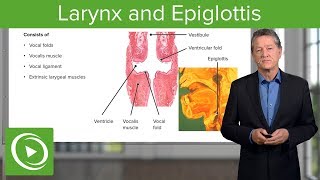 Larynx and Epiglottis – Respiratory Histology  Lecturio [upl. by Sebbie]