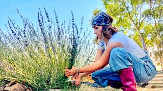 Tutorial How To Harvest Dry and Use Lavender 💜 [upl. by Attenhoj]