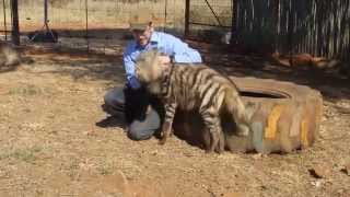 Filming with a striped hyena [upl. by Noiram]