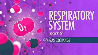 Respiratory System Part 2 Crash Course Anatomy amp Physiology 32 [upl. by Aisyram]