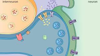 Sensitization in Aplysia [upl. by Issim]