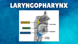 Laryngopharynx Anatomy  Definition Parts Lymphatics Functions [upl. by Forelli293]