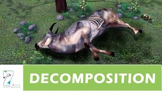 DECOMPOSITION  PART 01 [upl. by Micah]