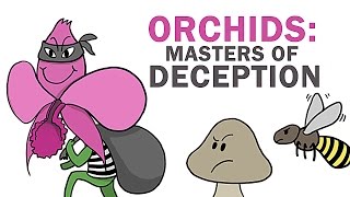 Orchids The Masters Of Lying Cheating amp Stealing [upl. by Yllib]