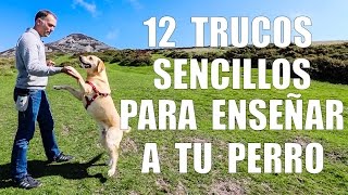 Adiestramiento Canino  12 TRUCOS para Enseñar a tu Perro [upl. by Domela]