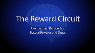 The Reward Circuit How the Brain Responds to Natural Rewards and Drugs [upl. by Alyhc951]