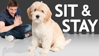 How to Teach your Puppy to Sit and Stay [upl. by Eigroeg421]