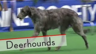 Deerhounds  Bests of Breed [upl. by Curt]