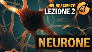 Il Neurone  NEUROSCIENZE  Lezione 2 [upl. by Alilak200]