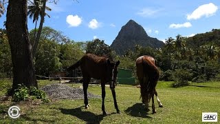 Morne Coubaril Estate  St Lucia [upl. by Eillit]