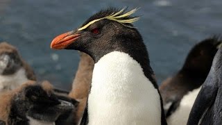 Falkland Islands  wildlife and heritage [upl. by Elliot]