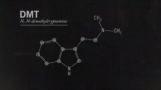 What Is DMT Joe Rogan [upl. by Naujud]