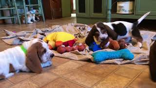 Basset Hound Puppies playing [upl. by Augustine290]