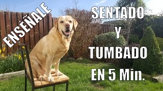 Enseña a tu Perro a Sentarse y Tumbarse en 5 min [upl. by Rosinski]