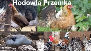 Hodowla drobiu ozdobnego Przemka vol 2 [upl. by Zach402]