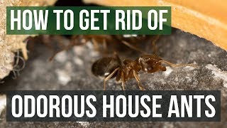 How to Get Rid of Odorous House Ants 4 Easy Steps [upl. by Khan]