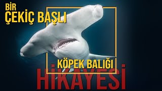 Bu Köpekbalıklarının Başı Neden Çekiç Şeklinde [upl. by Buerger]