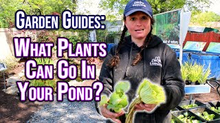 Garden Guides What Plants Are Good For Your Pond [upl. by Aciraj]