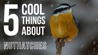 5 COOL Things About Nuthatches [upl. by Lamrert]