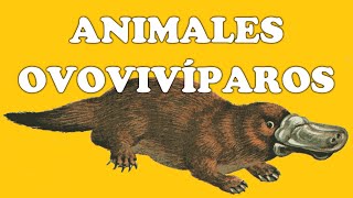 Animales ovovivíparos y sus características [upl. by Hairem480]