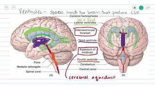 Cerebrospinal Fluid in Brain  3D Medical Animation  ABP © [upl. by Anehsat]