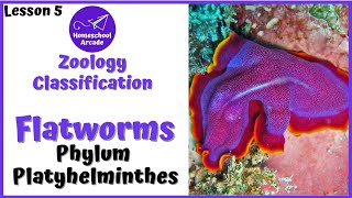 What are Platyhelminthes  Phylum Platyhelminthes [upl. by Aramat208]