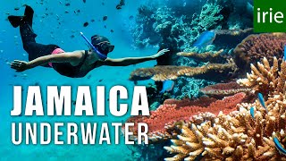 JAMAICA SNORKELING Does Jamaica have good snorkeling ft JESSICA CARGILL [upl. by Jamille]