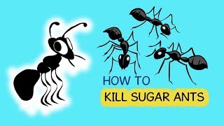 10 Ways To Kill Sugar Ants in House [upl. by Prudy]