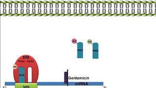 Gentamicin Mechanism of Action [upl. by Chery]