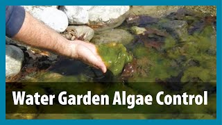 Water Gardens  Algae Control  Algae Treatment for Ponds [upl. by Sitof]