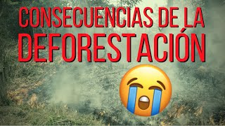 Las TERRIBLES CONSECUENCIAS de la DEFORESTACIÓN 😩 🍃 [upl. by Marv150]