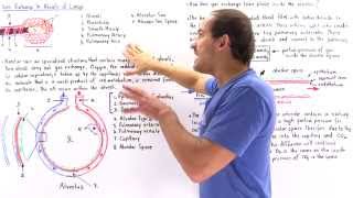 Alveolar Structure and Gas Exchange [upl. by Dahc522]