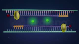 How RealTime and EndPoint PCR Works in the BAX® System [upl. by Ahsatniuq283]