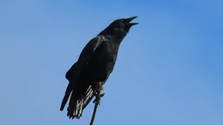 American Crows Calling [upl. by Hafeenah]