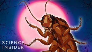 Why Cockroaches Are So Hard To Kill [upl. by Abbie601]