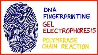 DNA Fingerprinting Gel Electrophoresis Polymerase Chain Reaction PCR [upl. by Hofstetter887]