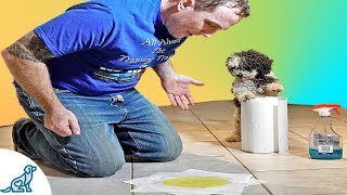 How To Stop Your Puppy From Peeing Indoors [upl. by Earleen]