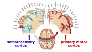 The Sensorimotor System and Human Reflexes [upl. by Hereld]