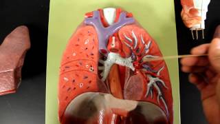 RESPIRATORY SYSTEM ANATOMY Larynx to lung model [upl. by Nodroj]