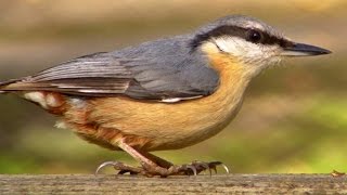 Nuthatch  Wildlife in Cornwall [upl. by Yendahc432]