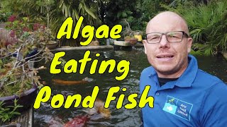 Using Algae Eating Pond Fish [upl. by Halbert]