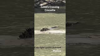 Cahill’s Crossing Crocodile [upl. by Euqina]