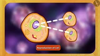 Nucleus and Cytoplasm  Part 11  English  Class 9 [upl. by Naziaf]